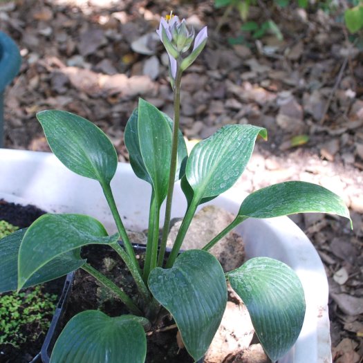 Hosta x hybrida